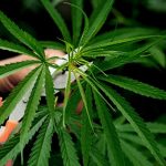 En año de elecciones vuelve el debate sobre la legalización de la Marihuana